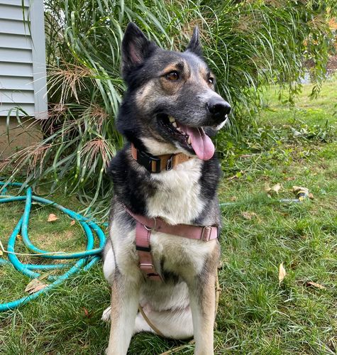 Customer photo review of Salmon Collar