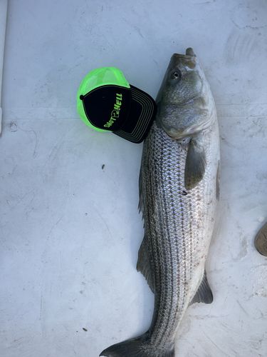 Customer photo review of 6 Embroidered Trucker Hats