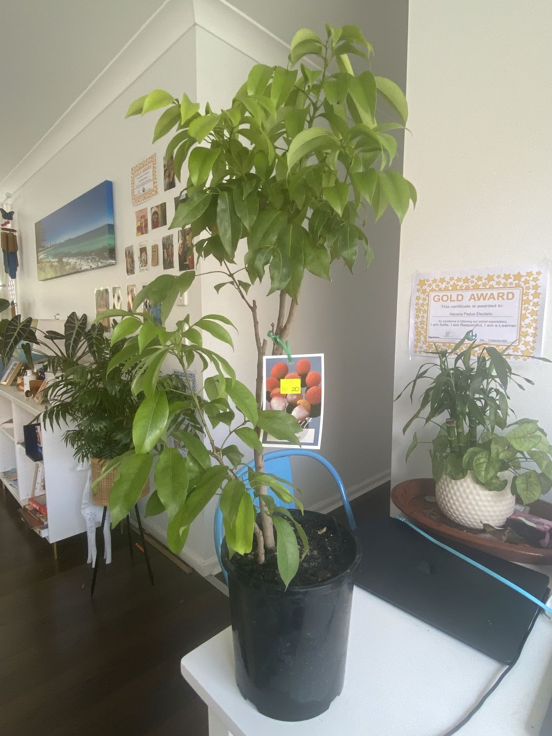 Customer photo review of Dwarf Lychee - Wai Chi