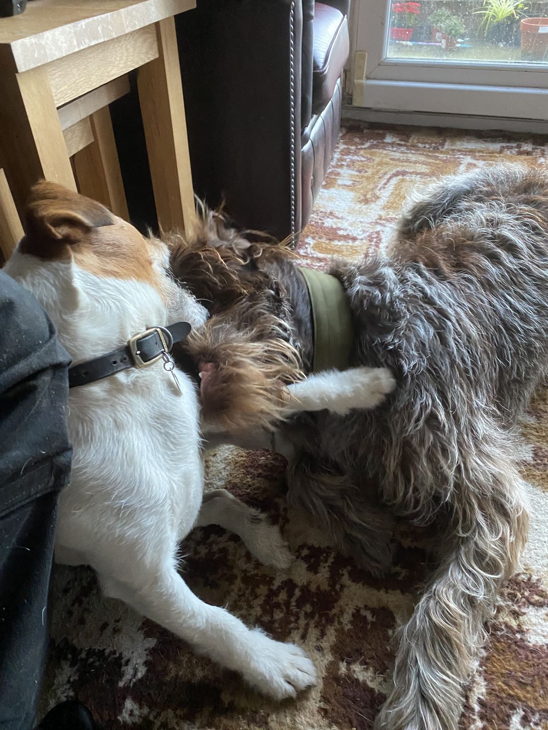 Customer photo review of 5cm Nylon Dog Collar - Khaki v2.0