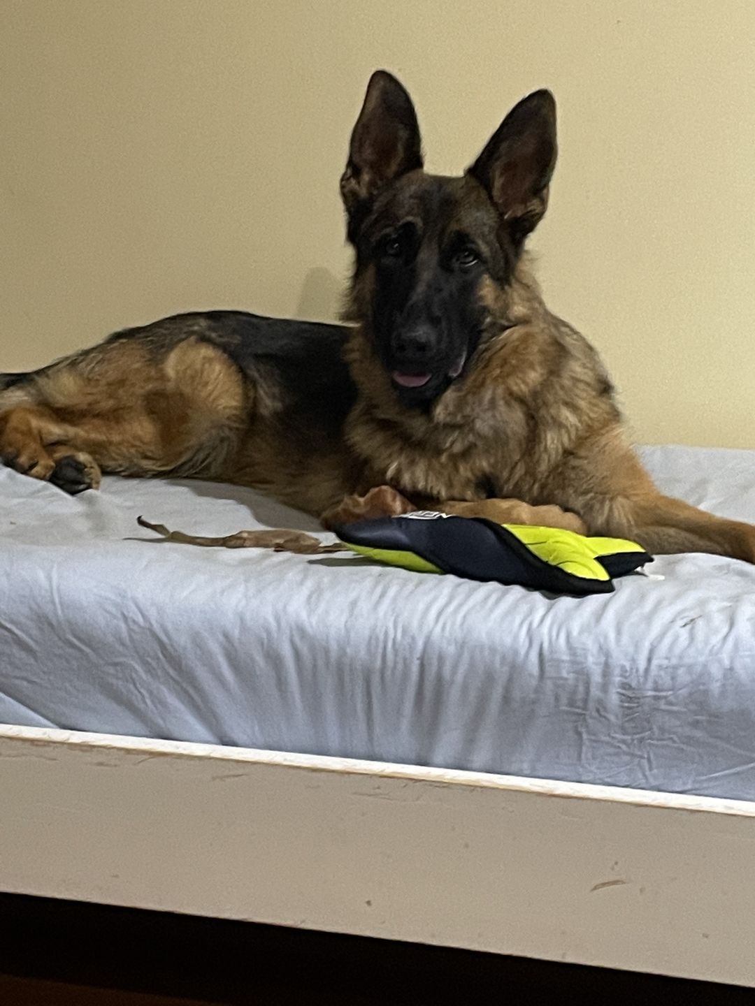 Customer photo review of Natural Dog Soap Bar. Specially formulated for soft, smooth and radiant dog skin and coat.
