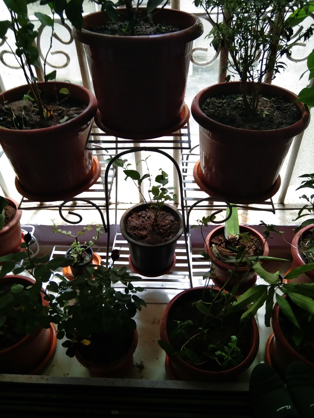 Customer photo review of 6-Tier Cart Planter Stand, Outdoor Flower Rack
