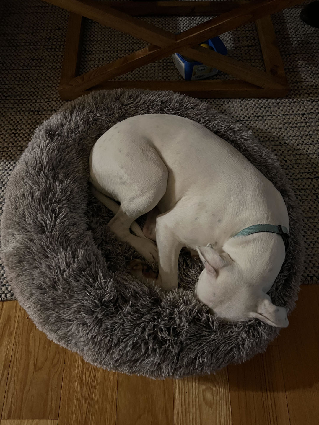 Customer photo review of Calming Dog Bed