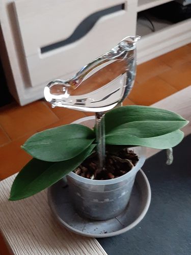 Customer photo review of Mon petit oiseau