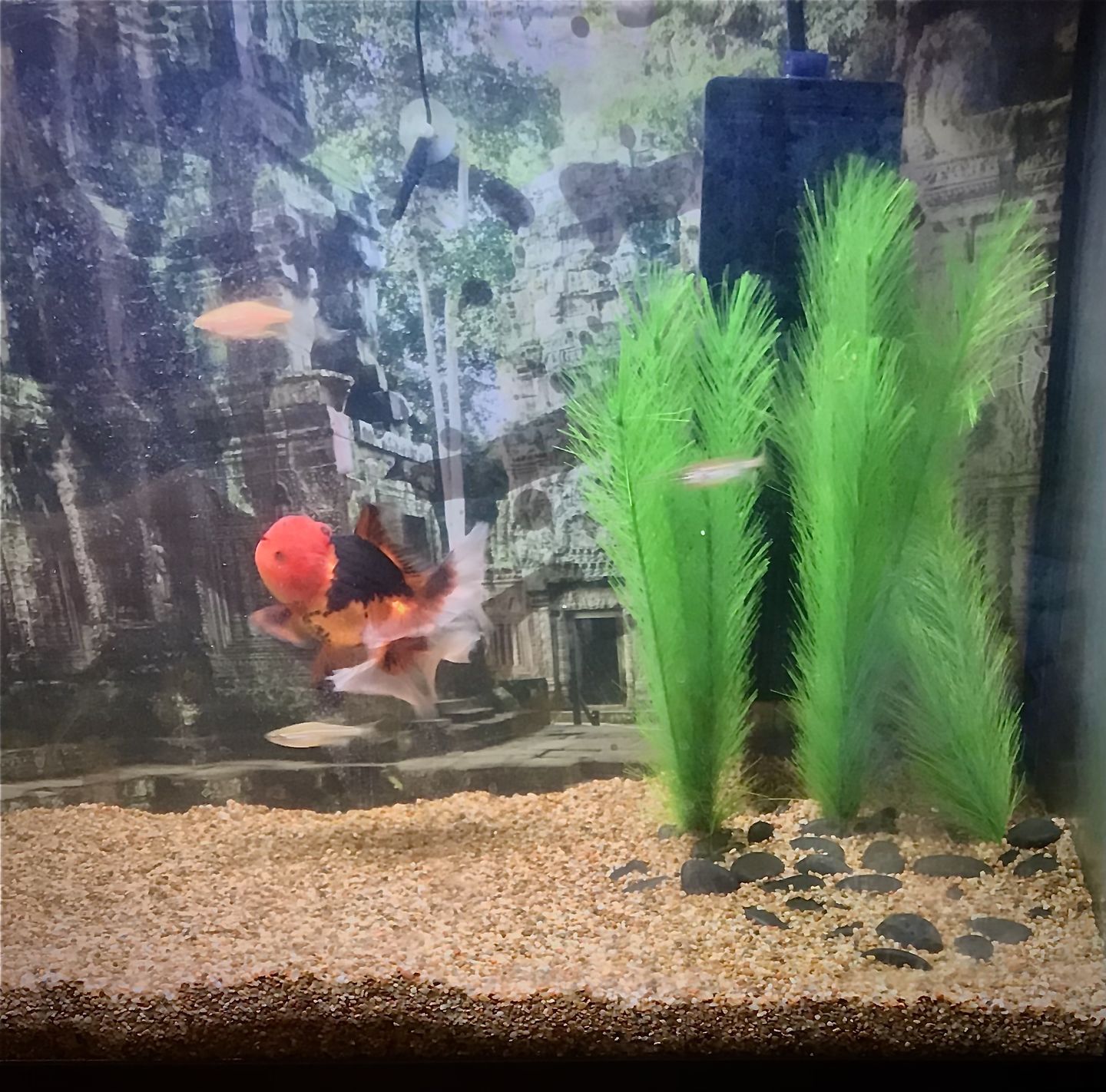 Customer photo review of Shark PRO