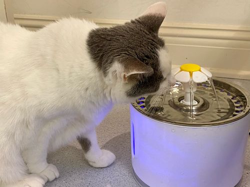 Customer photo review of Cat Flower Fountain