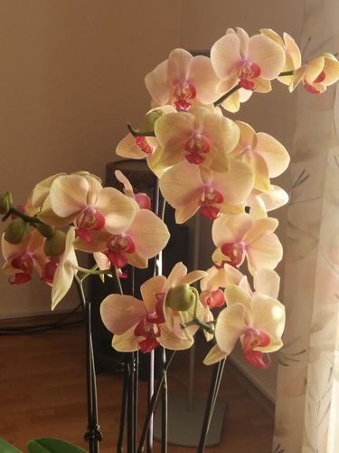 Customer photo review of Große Two of Us Summer mit gelben Blüten  und 4 Stielen