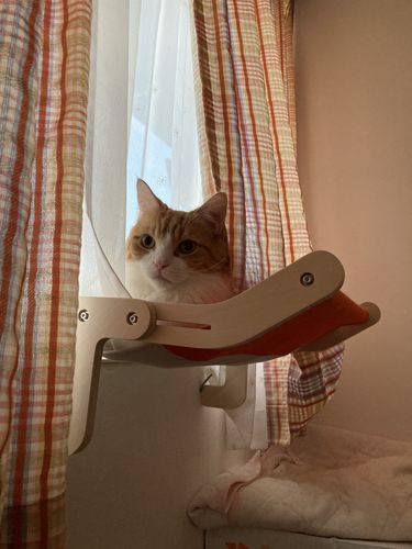 Customer photo review of 壁掛け式猫用ハンモック 木製猫用ベッド  取り付け簡単