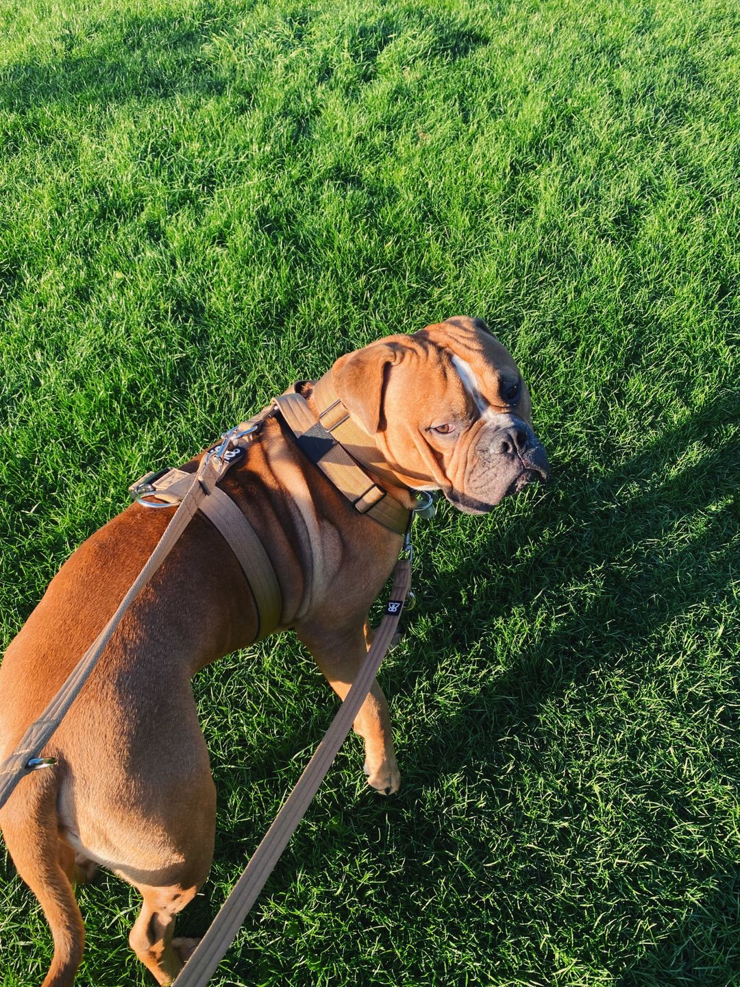 Customer photo review of Double Ended Training Lead | All Breeds - Durable & Soft 2m Lead - Military Tan