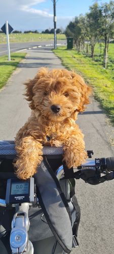 Customer photo review of All In One Pet Carrier Backpack Bundle | Backpack for Dogs & Cats | Dog Bike Basket | Car Booster Seat