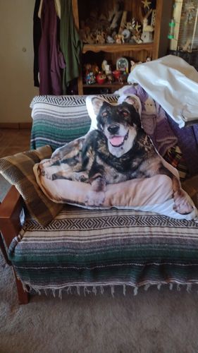 Customer photo review of Create A Custom Dog Pillow
