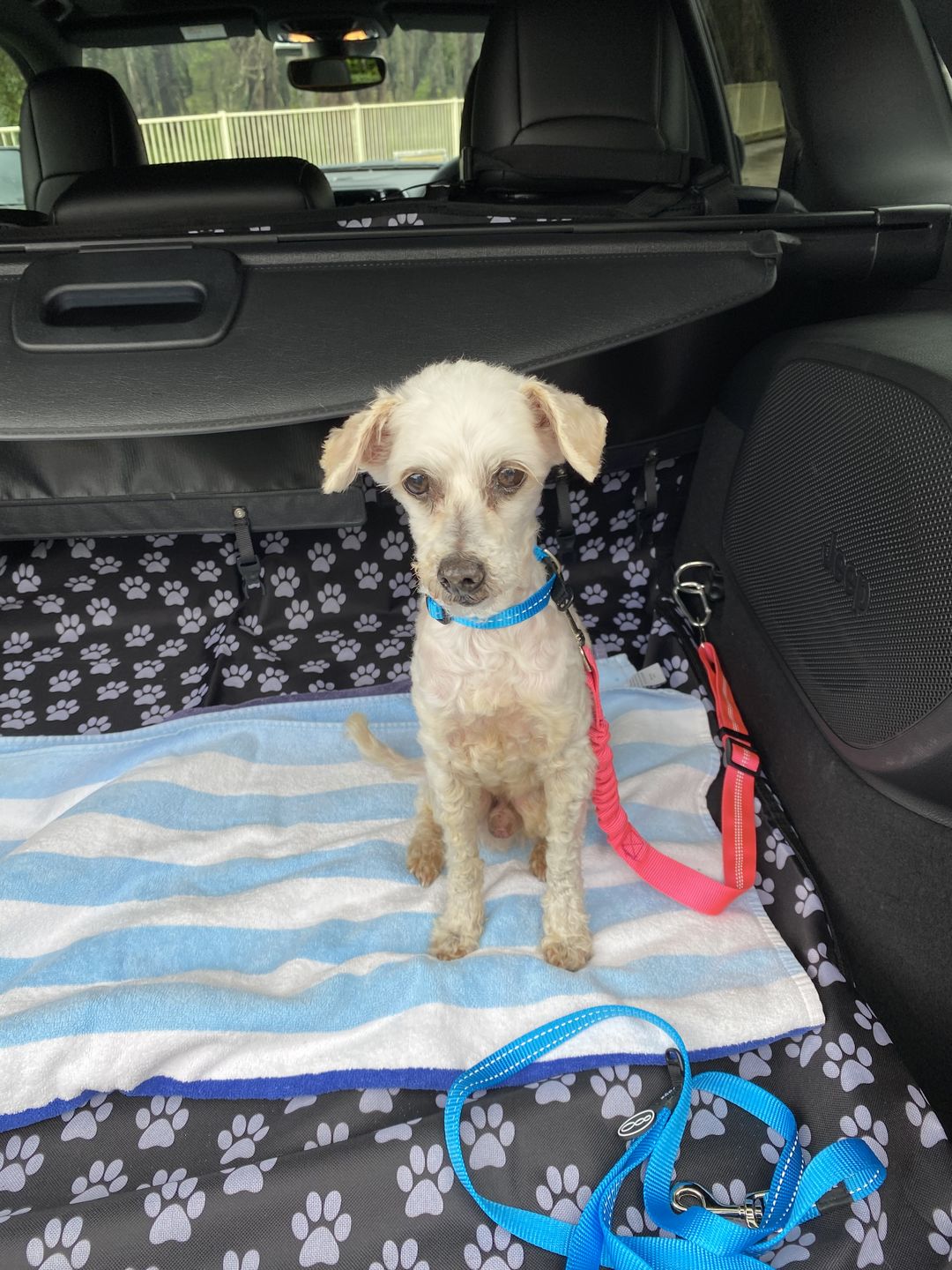 Customer photo review of Paw Print Car Boot Cover
