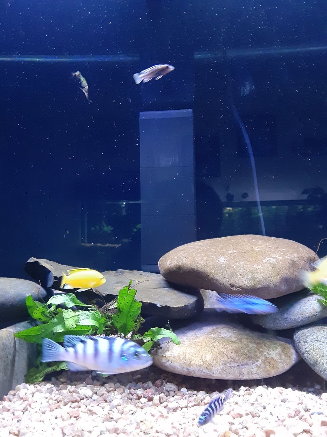 Customer photo review of Shark PRO