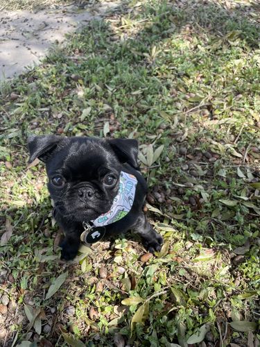 Customer photo review of Black