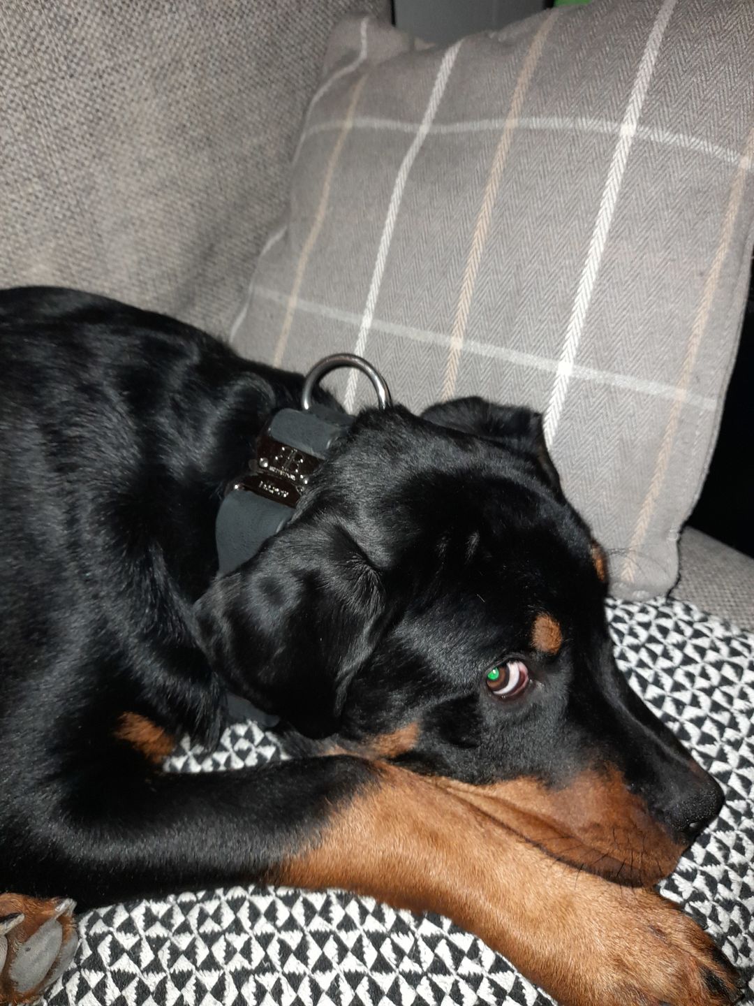 Customer photo review of 4cm Combat Billowthane® Collar | Waterproof & Anti-Rust - Platinum