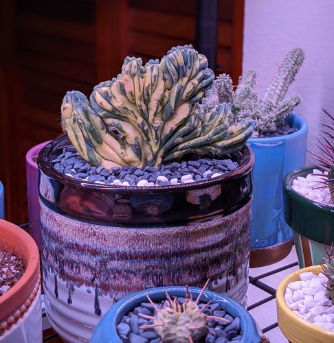 Customer photo review of Variegated Blue Candle Crest Cactus | Myrtillocactus Geometrizans Cristata Variegata
