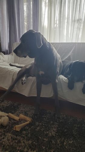 Customer photo review of Woof Pack