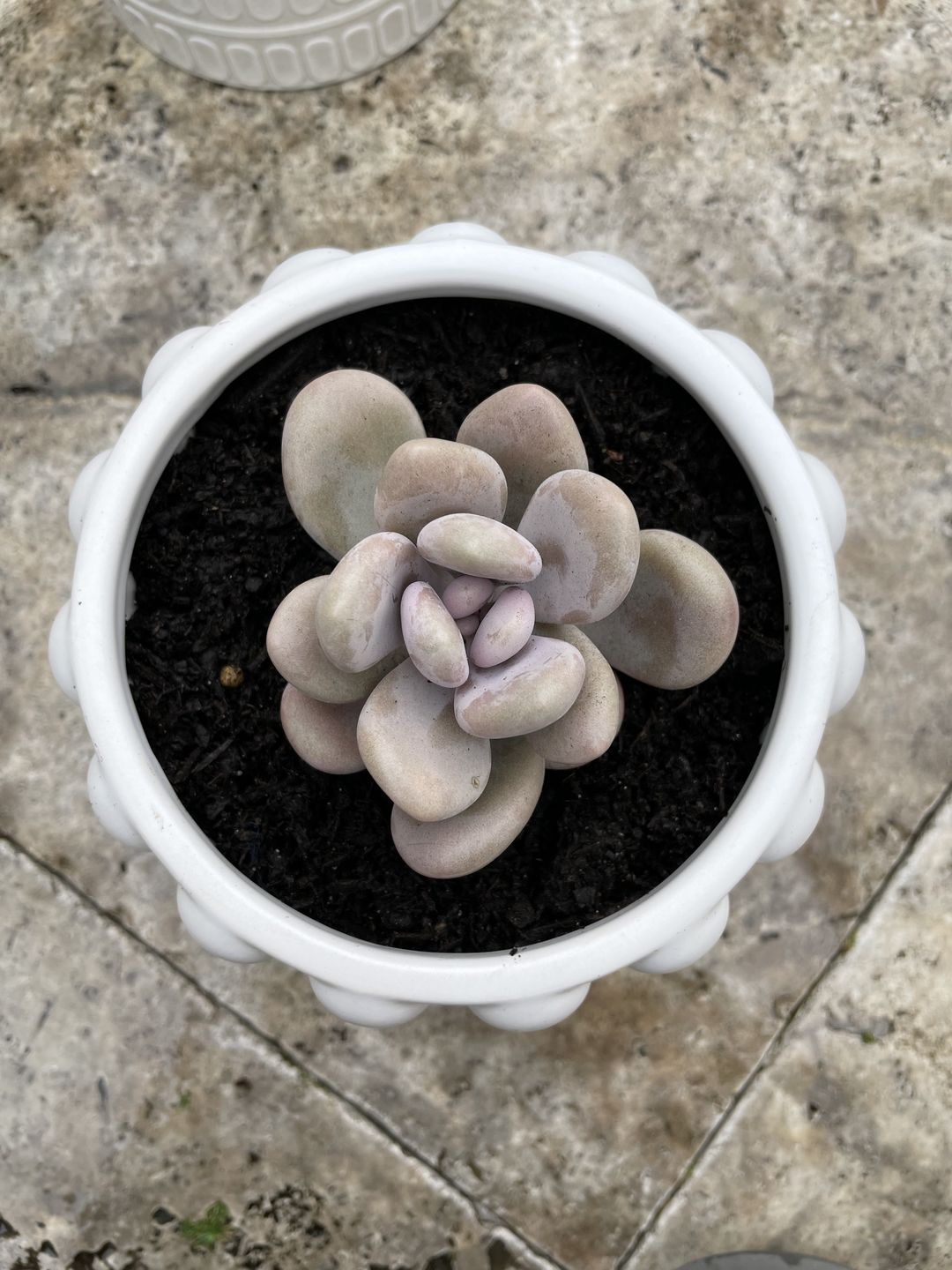 Customer photo review of Graptopetalum amethystinum - Lavender Pebbles