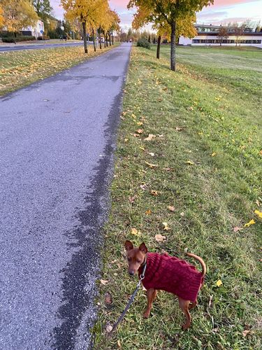 Customer photo review of Handmade Knit Sweater Burgundy for Dogs