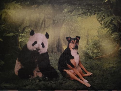 Customer photo review of Panda Forest