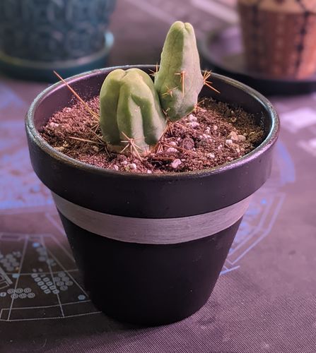 Customer photo review of Penis Cactus | Trichocereus bridgesii monstrose