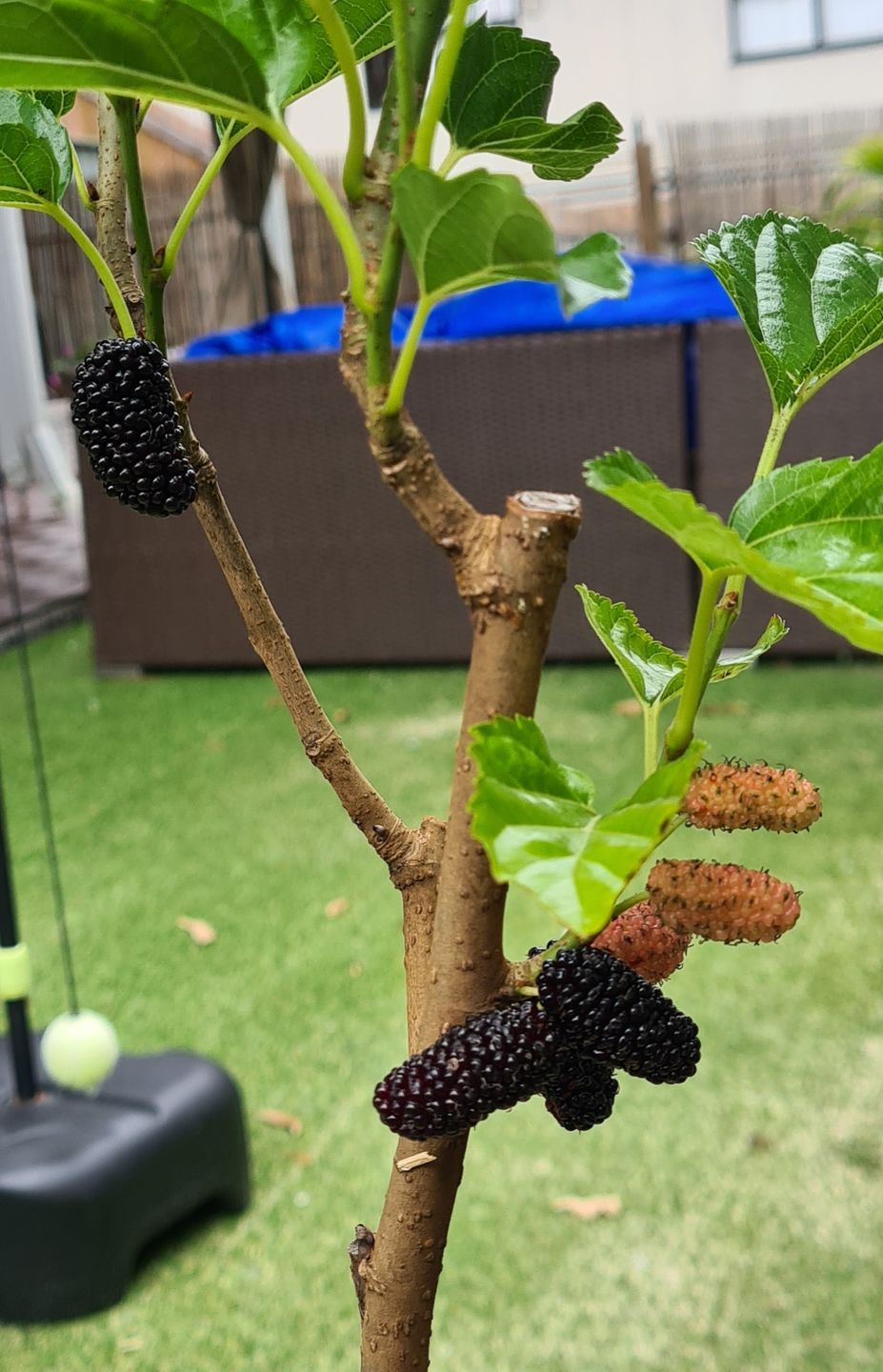 Customer photo review of Dwarf Mulberry - Black