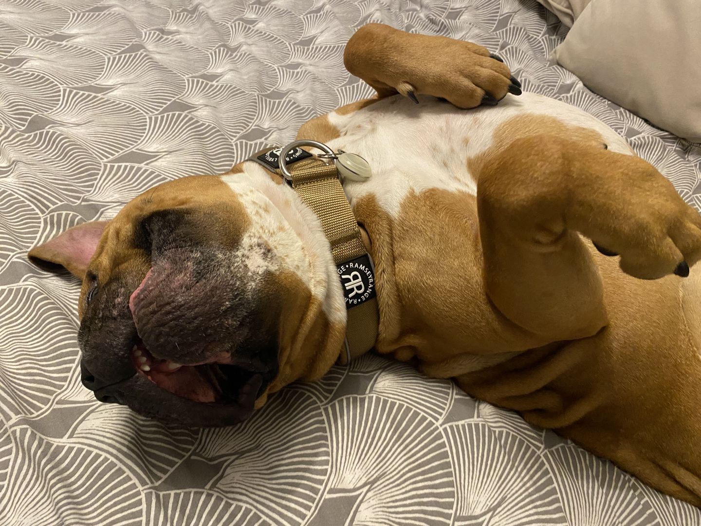 Customer photo review of 4cm Combat® Collar | Rated Clip - NO HANDLE - Military Tan v2.0