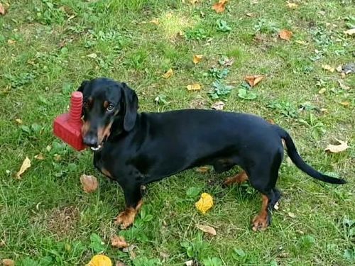 Customer photo review of The Fenrir Hammer