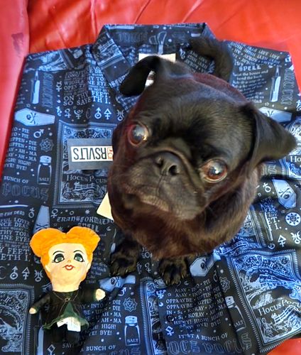 Customer photo review of Disney's Hocus Pocus "BooooooOOOOOK" – KUNUFLEX Short Sleeve Shirt