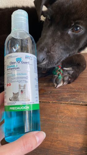 Customer photo review of Cleanguard shampoo antipulgas