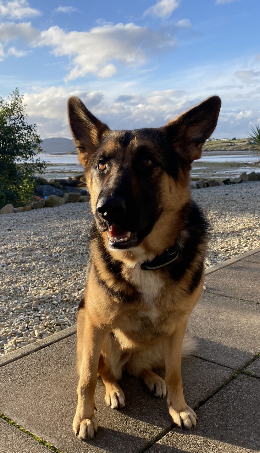 Customer photo review of Gps Dog Fence