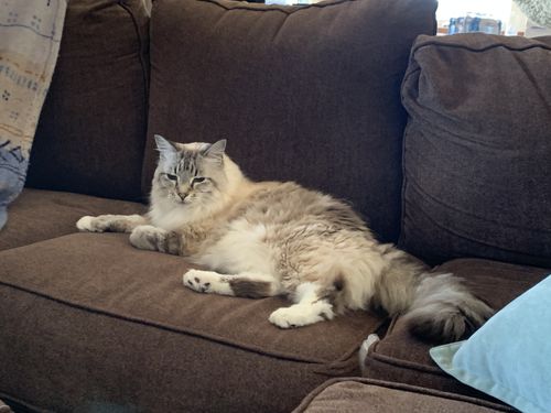 Customer photo review of Revolution Plus For Large Cats 11.1-22lbs (5-10kg)
