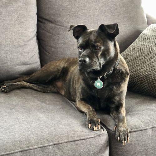 Customer photo review of Teal