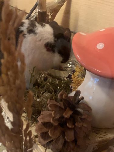 Customer photo review of Niteangel Hamster Feeding & Water Bowls - Small Animal Glass Drinking Bowls for Dwarf Syrian Hamsters Gerbils Mice Rats or Other Similar-Sized Small Pets