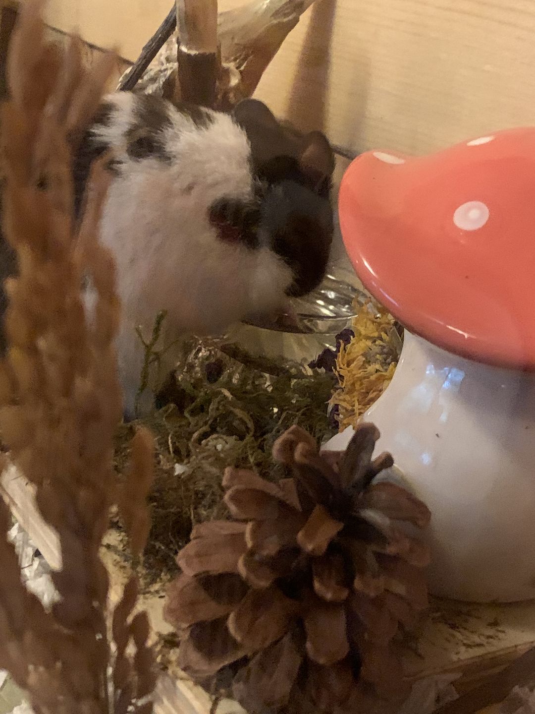 Customer photo review of Niteangel Hamster Feeding & Water Bowls - Small Animal Glass Drinking Bowls for Dwarf Syrian Hamsters Gerbils Mice Rats or Other Similar-Sized Small Pets