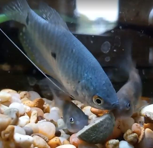 Customer photo review of Northfin Kelp Wafers 14mm