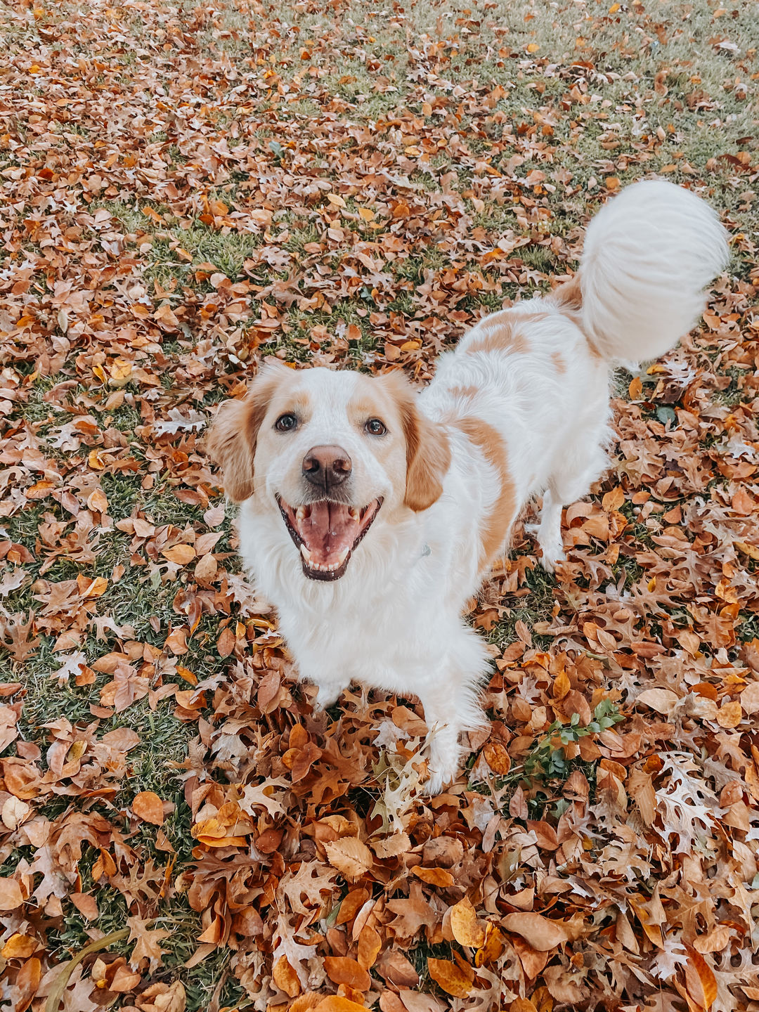 Customer photo review of Fall Vibes II Lightroom Presets