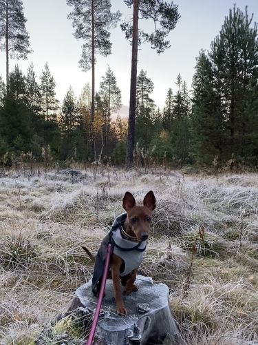 Customer photo review of Recovery Winter Shirt Grey for Dogs