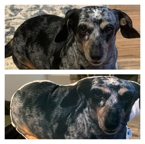 Customer photo review of Create A Custom Dog Pillow