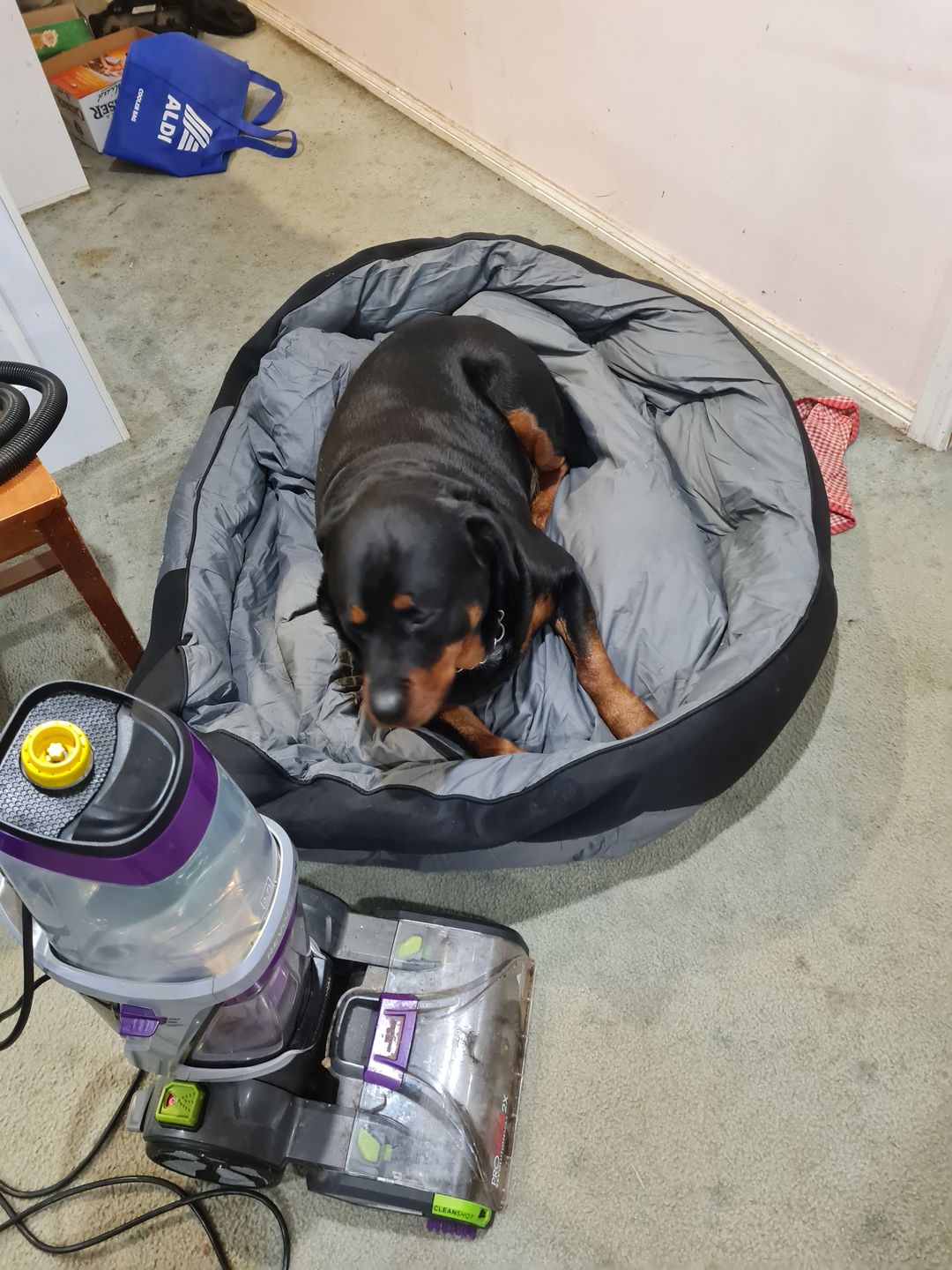 Customer photo review of PaWz waterproof heavy-duty bed