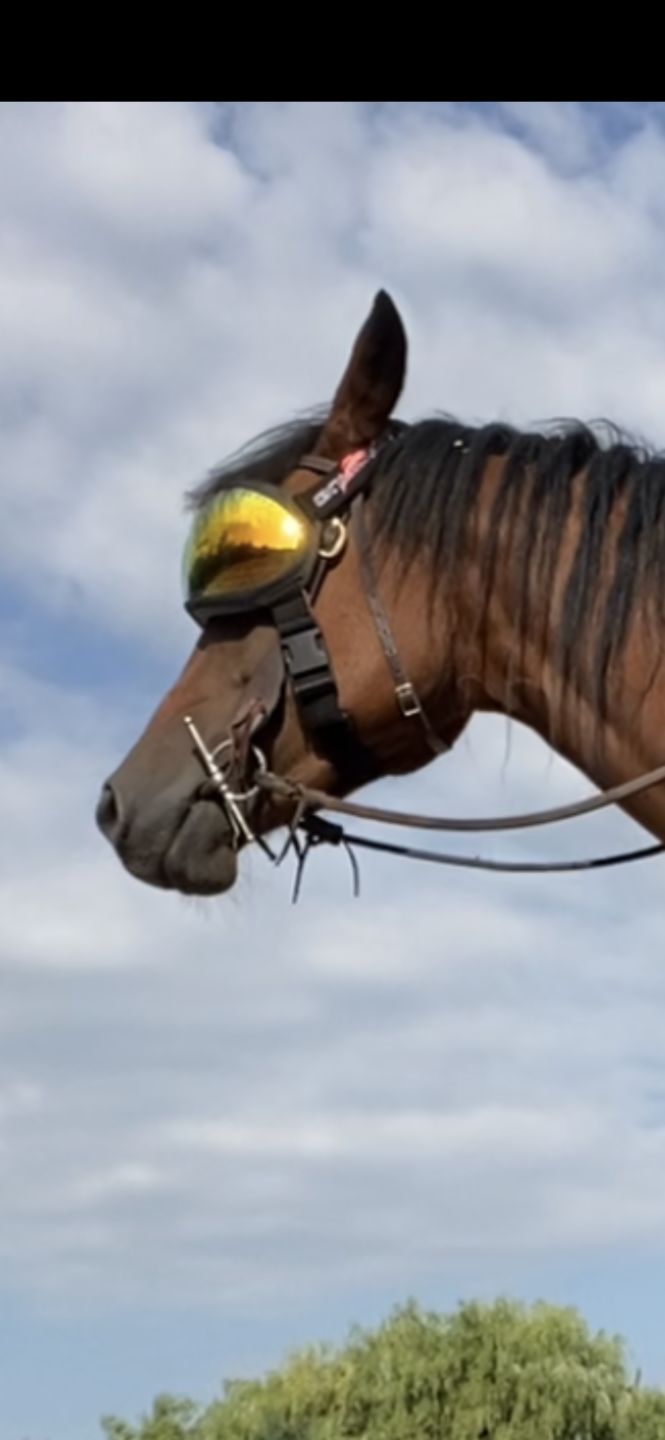 Customer photo review of eVysor - UV Horse Riding Goggles!