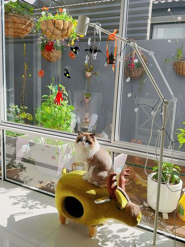 Customer photo review of ZEZE Fashion 2-in-1 Foot Stool & Cat House