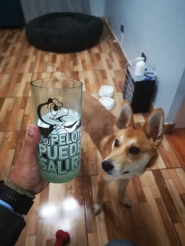Customer photo review of CONDORITO 2 - JUEGO DE 6 VASOS