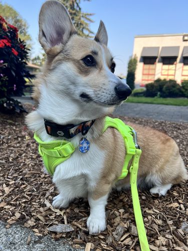 Customer photo review of Super Corgi