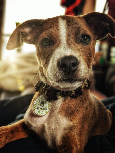 Customer photo review of Evergreen