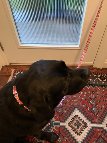 Customer photo review of Dog Leash with British Flag | Great For National Holidays, Festivals, Parades, Sporting Events, Pride Events