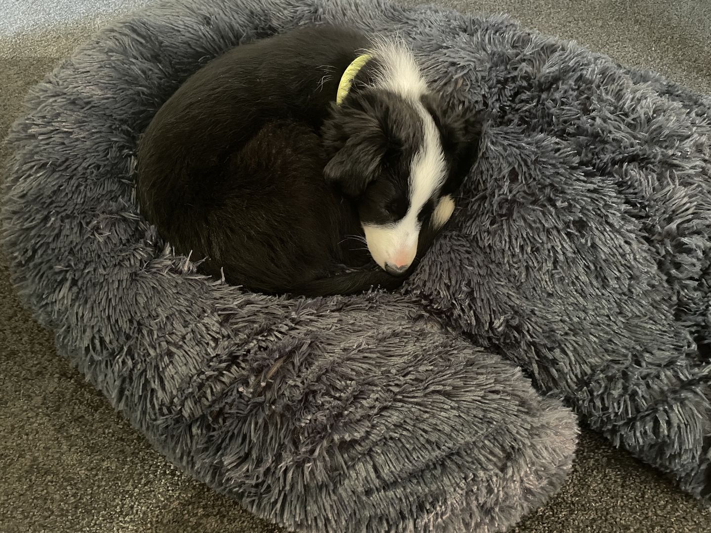 Customer photo review of Matching Calming Blanket