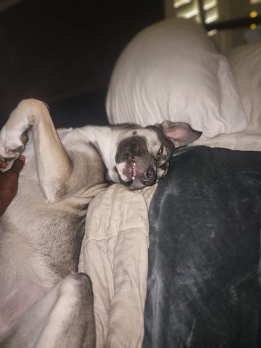 Customer photo review of Big Chewer Variety