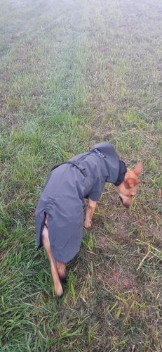 Customer photo review of Visibility Raincoat Dark for Dogs