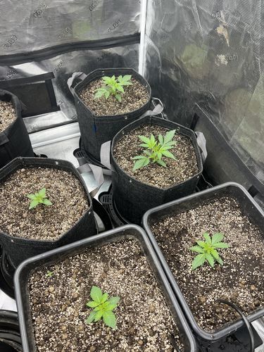 Customer photo review of AC Infinity Self Watering Pot Bases, 4 Pack